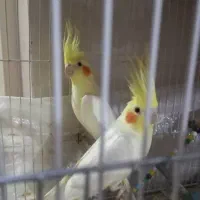 قشنگ هس|پرنده|فسا, |دیوار