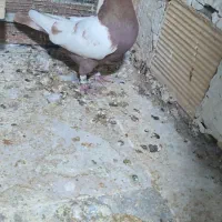 کبوتر|پرنده|شیراز, زیباشهر|دیوار