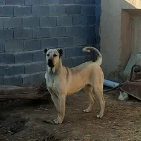 واگذاری سگ ماده پژدر ۲ساله