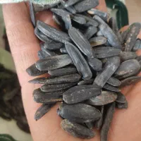 تخمه سیاه آفتابگردان