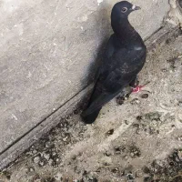 کبوتر زاغ