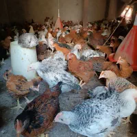 خروس و مرغ محلی|حیوانات مزرعه|لنگرود, |دیوار