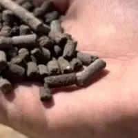 گیاهکود گیاهمرغی