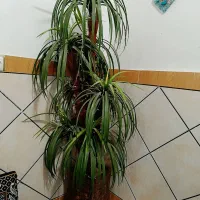 درخت چه مصنوی