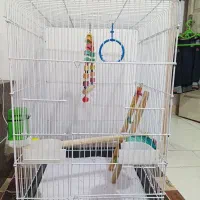 عروس هلندی|پرنده|رودسر, |دیوار