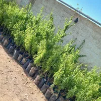 نهال بادام پربار سالم نهال|خدمات باغبانی و درختکاری|اراک, |دیوار