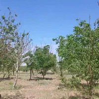 باغ بادرختان بادام مامایی و گردو ک همه بار بده هست|فروش خانه و ویلا|سامان, |دیوار