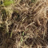 علوفه خشک برای گوسفند و گاو
