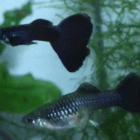 انواع ماهی آکواریومی گوپی وارداتی کمیاب|ماهی|شیراز, جانبازان|دیوار