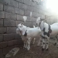 نر بز