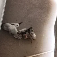پنج تا بچه گربه گوگولی خوشکل دوماهه