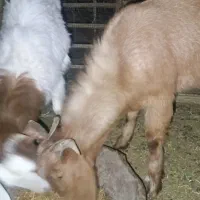 فروش سه راس گوسفند