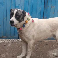 واگذاری سگ خراسانی