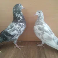 جوجه مفلق خارجی از پدر و مادرهای  پرشی