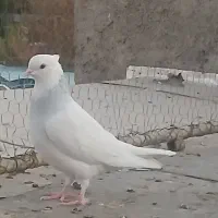 طوقی ابی|پرنده|قم, نیروگاه|دیوار