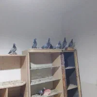 گفتر سبز ومگس|پرنده|نهبندان, |دیوار