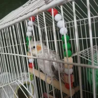 عروس هلندی ماده 4ماهه