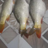 ماهی کپور روخانه