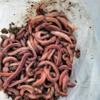 کرم خاکی برا ماهیگیری|ماهیگیری|تبریز, |دیوار