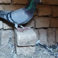 کبوتر|پرنده|بوئین زهرا, |دیوار