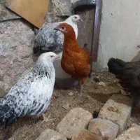 جوجه مرغ|حیوانات مزرعه|مشهد, کوی دروی|دیوار