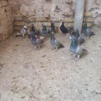 کبوترالمانی