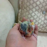 عروس هلندی سرلاکی عالی|پرنده|بروجن, |دیوار