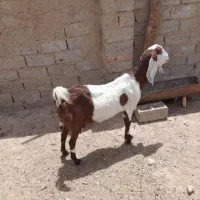 بزمری