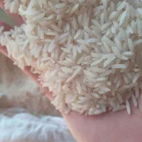 برنج طارم هاشمی درجه یک در حد بوجار|خوردنی و آشامیدنی|فریدون‌کنار, |دیوار