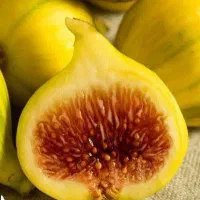 تولید وفروش نهال انجیر عسلی|خدمات باغبانی و درختکاری|آشخانه, |دیوار