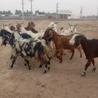 12راس بز شیرکرد|حیوانات مزرعه|گنبد کاووس, |دیوار