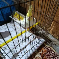 عروس هلندی سخنگو|پرنده|آق قلا, |دیوار