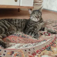 واگزاری گربه ی نر نژاد DSH|گربه|کرج, حصارک پایین|دیوار