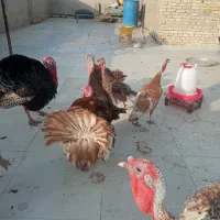 تخم بوقلمون