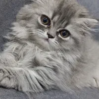 گربه پرشین ۴ساله نر عقیم شده