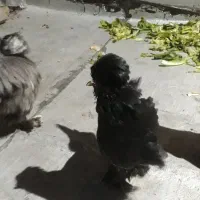 فروش مرغ سلطان|حیوانات مزرعه|اندیشه, اندیشه فاز ۵|دیوار