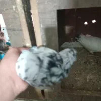 کبوتر|پرنده|آمل, |دیوار