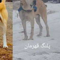 حیوان واسه گله|سگ|تایباد, |دیوار