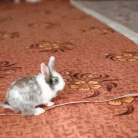 خرگوش|موش و خرگوش|آبیک, |دیوار