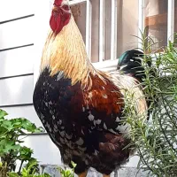 خروس سنگین