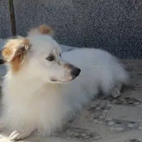 حیوان خانگی سگ میکس تریر|سگ|خرامه, |دیوار