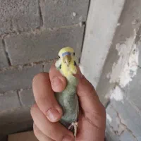 جفت مرغ عشق رینبو و مرغ عشق معمولی ویک طوطی برزیلی