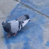 کفتر نر پرشی