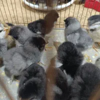 سلام تخم مرغ نطفه دار