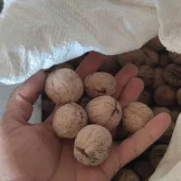 گردوی پوست گاغذی مغز سفید|خوردنی و آشامیدنی|شاهین دژ, |دیوار