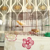 سلام یجفت قناری نر وماده