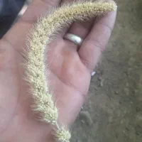 ارزن ریز برداشت امسال