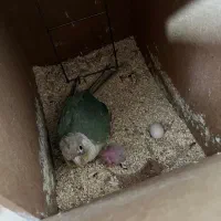 گرینچیک پاین اپل مولد