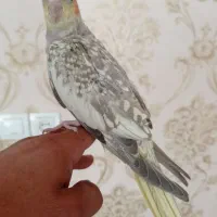 عروس هلندی|پرنده|شاهین دژ, |دیوار