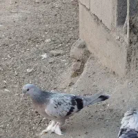 ابلاغ یا شازده ترکیه|پرنده|میاندوآب, |دیوار